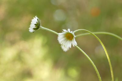 Close-up of white flowering plant