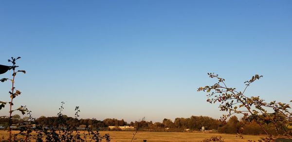 Trees on field against clear blue sky