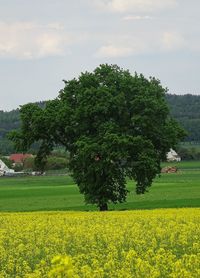 Scenic view of field against sky