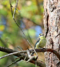 Bird perching on tree