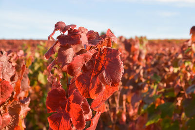 Close-up of flowering plant leaves on field against sky