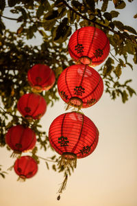 Low angle view of lanterns hanging on tree