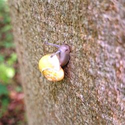 Close-up of snail