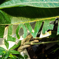 Close-up of fresh green plant