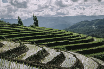 Rice terrace in northern thailand