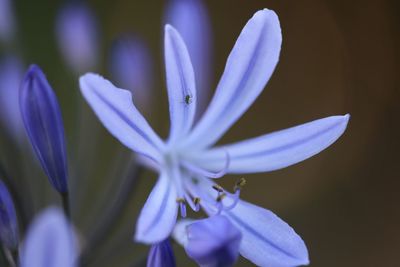 Close-up of purple crocus flowers