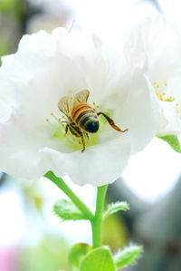 Close-up of bee on flower