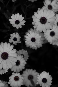 Close-up of white daisy flower