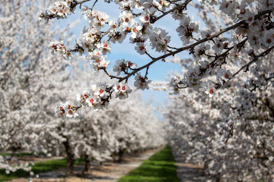 Apple blossoms in spring