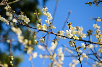 Low angle view of apple blossoms in spring