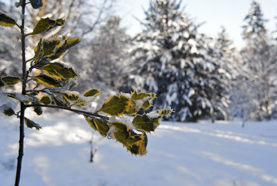 Close-up of frozen tree against sky