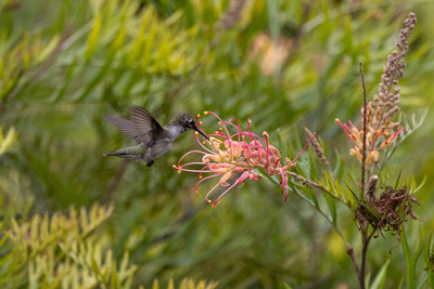 Close up view of an anna's hummingbird in southern california