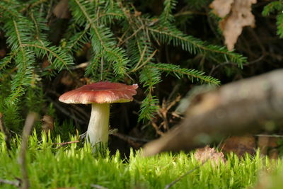plant