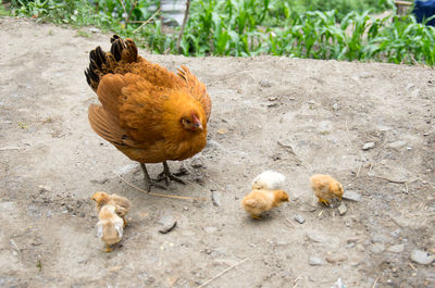 Close-up of hen with chickens on land