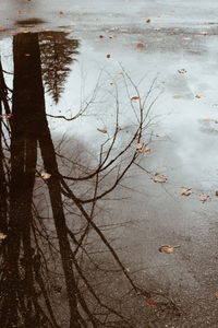 Reflection of tree in puddle