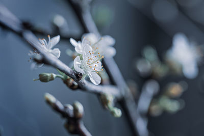 Close-up of cherry blossom on twig