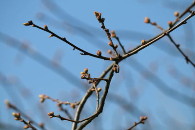 Low angle view of flowering plant on branch against sky