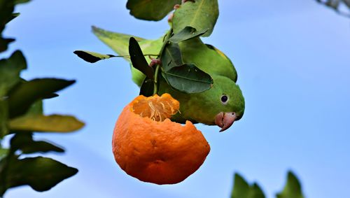 Low angle view of lemon