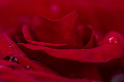 Close-up of red rose