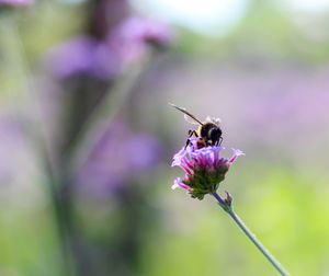 Close-up of bee pollinating on purple flower