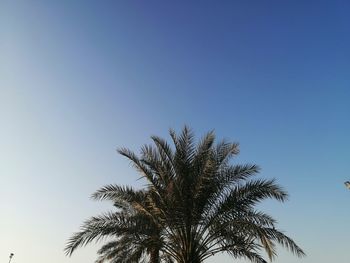 Low angle view of palm tree against clear blue sky