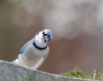 Bluejay on headstone