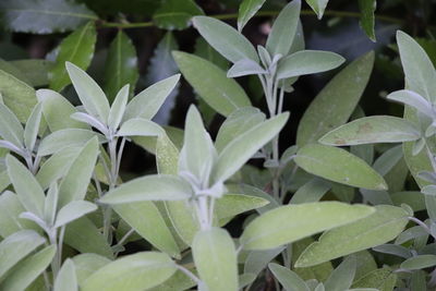 Full frame shot of wet plant leaves