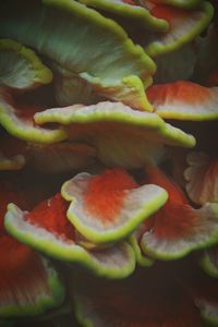 Full frame shot of orange flower