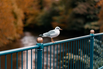 Seagull perching on railing