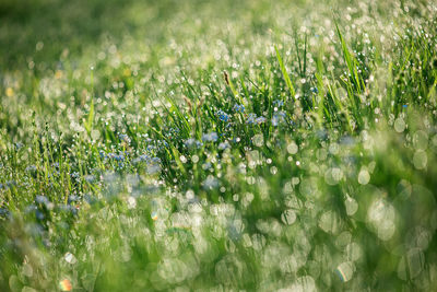 Full frame of grass