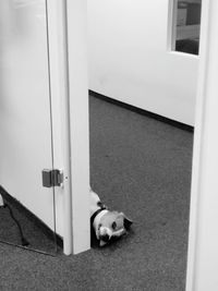 Close-up of cat on wall