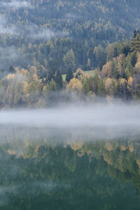 Reflection of trees on calm lake during foggy weather