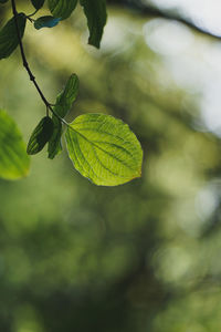 Close-up of fresh green leaves