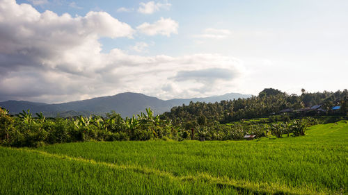 Scenic view of field against sky