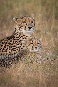 Cheetah with cub sitting in forest