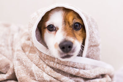 Close-up portrait of a dog