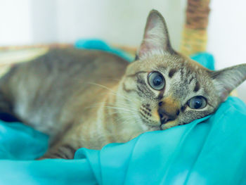 Close-up portrait of cat