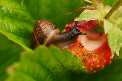 Close-up of snail on leaf