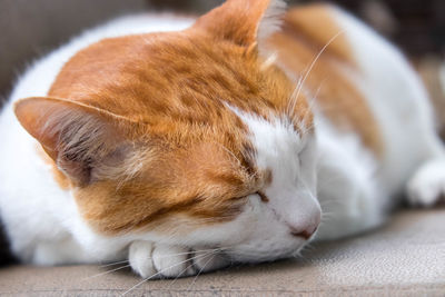 Close-up of cat resting