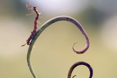 Caterpillar on leaf of nephentest