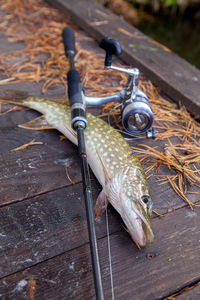 Close-up of fish on table