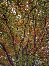 Low angle view of trees