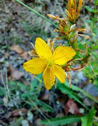 Close-up of yellow flowering plant