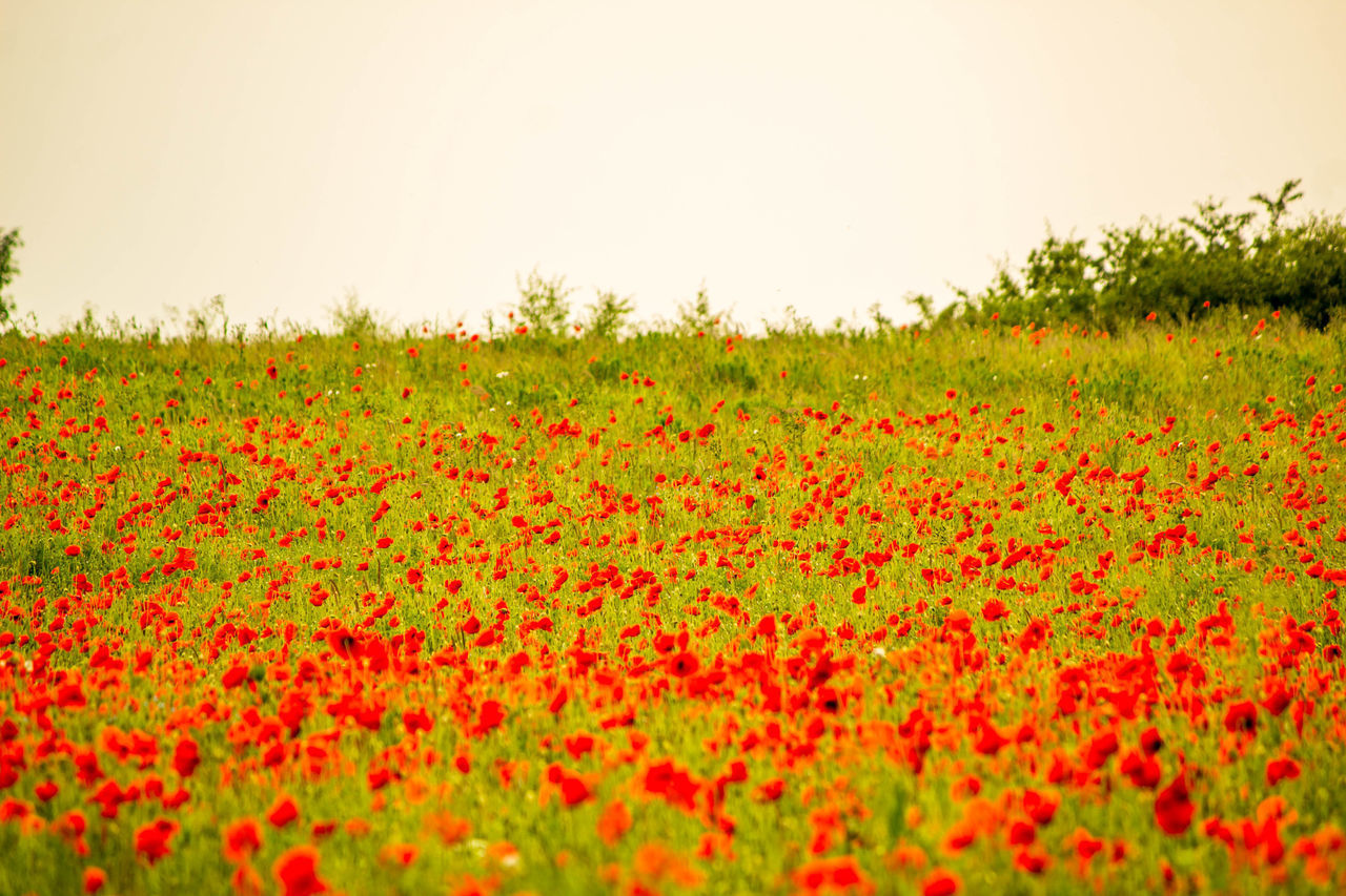 SCENIC VIEW OF RED FLOWERING PLANTS ON FIELD