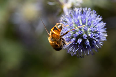 Close-up of bee pollinating on purple flower