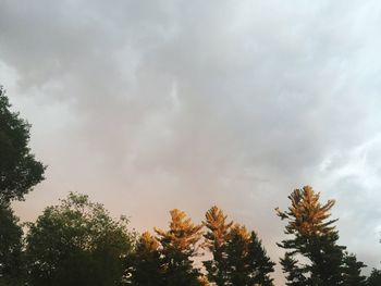 Low angle view of trees against sky