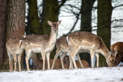 Deer in a forest