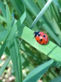 Close-up of ladybug on leaf