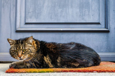 Cat sitting by door