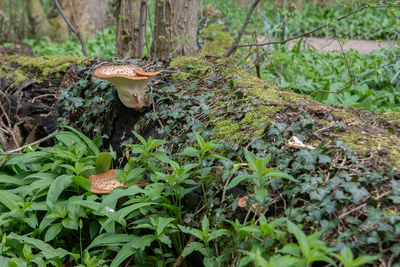 Mushrooms growing in a forest